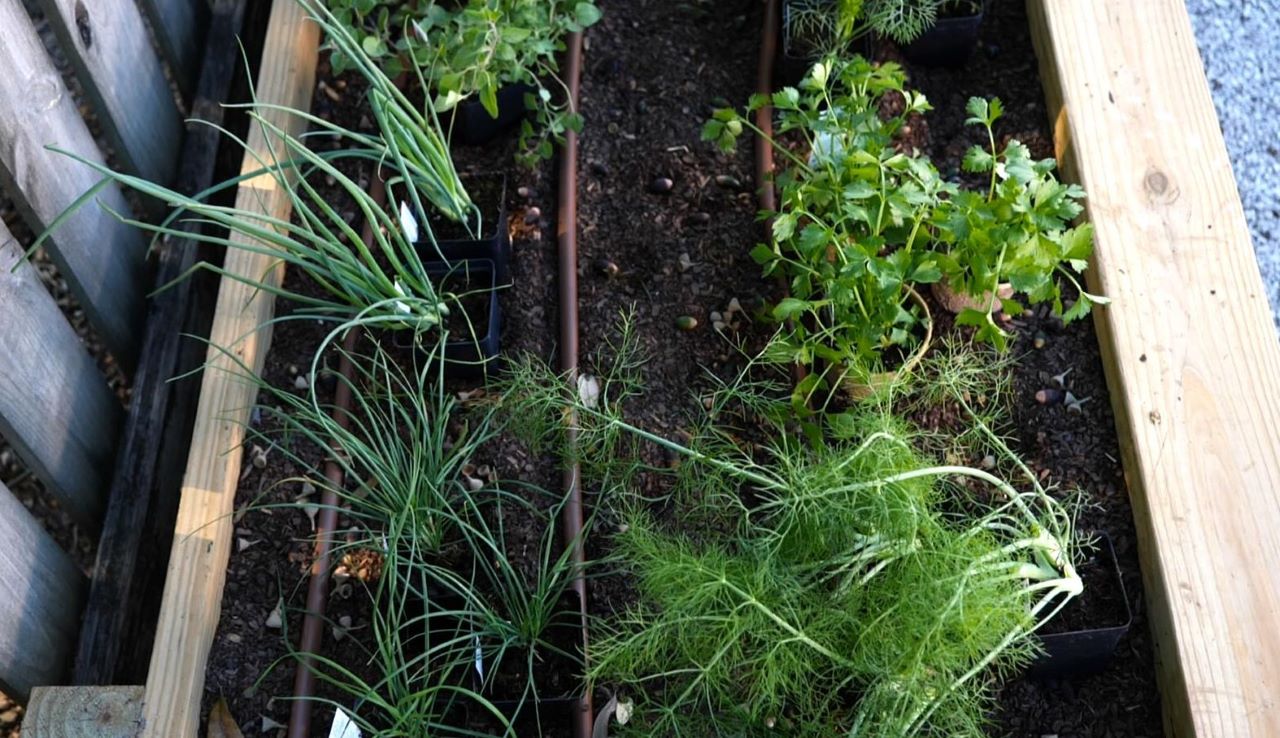 Get It Growing: ‘Tis the time to grow herbs for the holidays